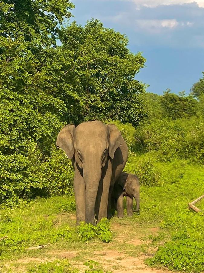 Elephant Paradise Safari Bungalow Udawalawe Luaran gambar