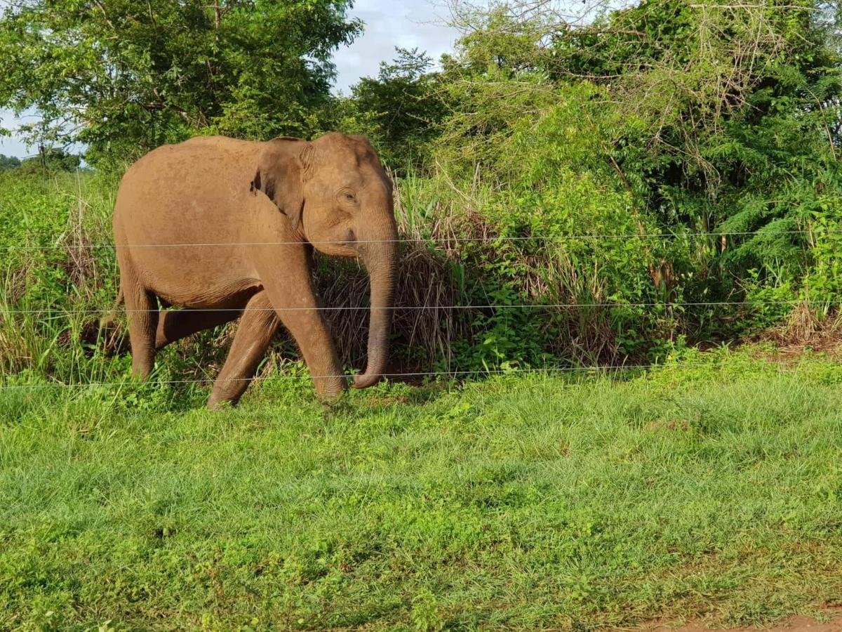 Elephant Paradise Safari Bungalow Udawalawe Luaran gambar